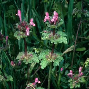 Lamium amplexicaule, burn at Lake Cachuma, Santa Barbara County