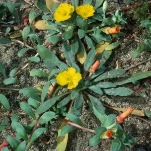 Camissonia cheiranthifolia, West of Corral Harbor, San Nicolas Island