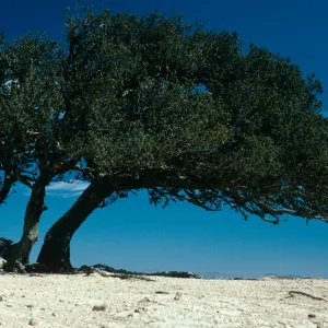 Quercus tomentella, West of Soledad Peak, Santa Rosa Island