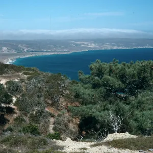Torrey Pines, Beechers Bay, Santa Rosa Island
