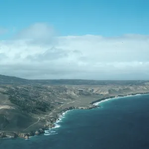 Torrey Pines, Beechers Bay, Santa Rosa Island