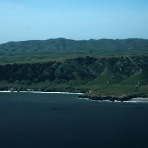 Torrey Pines, Santa Rosa Island