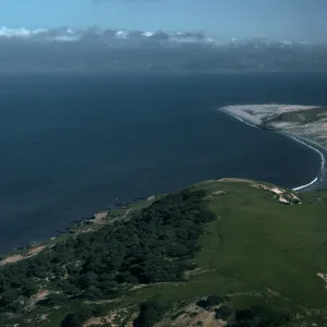 Torrey Pines, Skunk Point, Santa Rosa Island