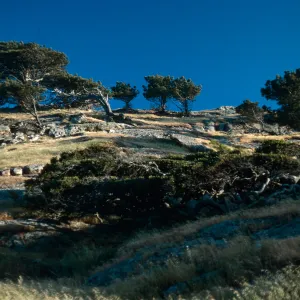 Torrey Pines, Box Canyon, Santa Rosa Island