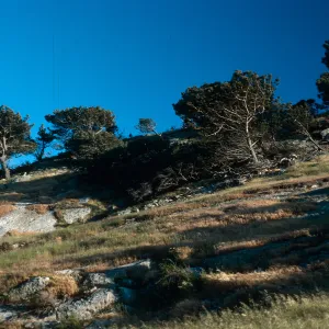 Torrey Pines, Box Canyon, Santa Rosa Island