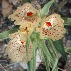Mohavea confertiflora, Berdoo Canyon Road, Joshua Tree