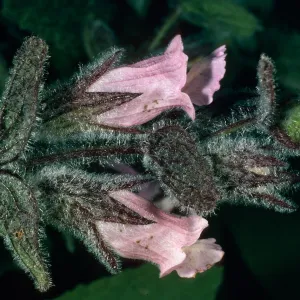 Lepechinia fragrans, East side of El Tigre, Santa Cruz Island