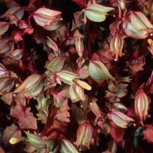 Mimulus nesutus (= M, guttatus nesutus), Santa Cruz Island
