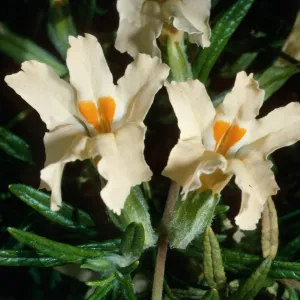 Mimulus longiflorus, Santa Barbara Botanic Garden