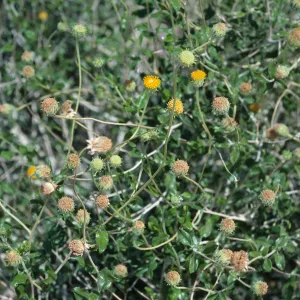 Encelia frutescens, SJ #1648, Highway 86, West of Salton Sea, Riverside-Imperial County line