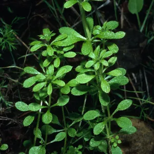 Galium aparine, bedstraw, Tunnel Road