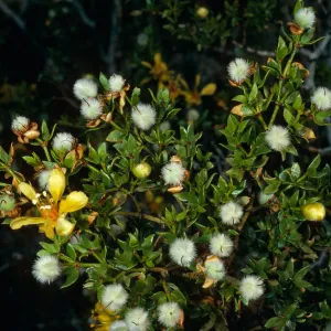 Larrea tridentata, Saline Valley, Death Valley