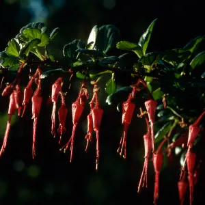 Ribes speciosum, Calle Poniente, Santa Barbara