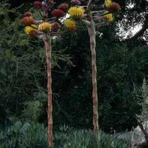 Agave shawii, Desert Section, Santa Barbara Botanic Garden