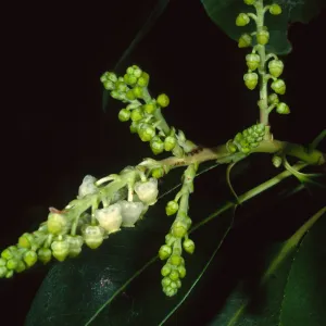 Arbutus menziesii, Santa Barbara Botanic Garden