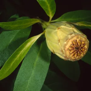 Calycanthus occidentalis, Santa Barbara Botanic Garden