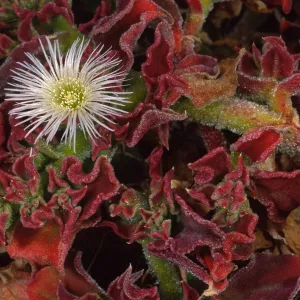 Mesembryanthemum crystallinum, head of North fork of Graveyard Canyon, Santa Barbara Island