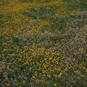 Lasthenia, Lamarckia, Fraser Point, Santa Cruz Island