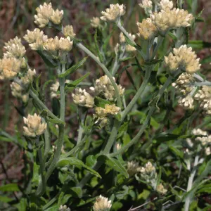 Gnaphalium bicolor, Tunnel Road, Santa Barbara County