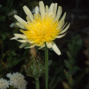 Malacothrix coulteri, near Big Petroglyph, Coso Mountains, South of Owens Valley