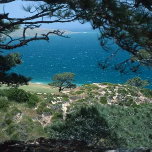 Torrey Pines, Santa Rosa Island