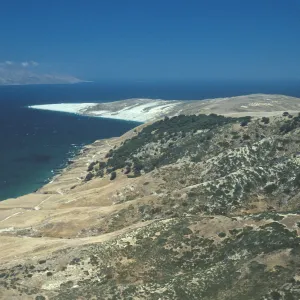 Torrey Pines, Skunk Point, Santa Rosa Island
