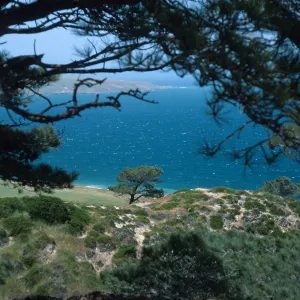Torrey Pines, Santa Rosa Island