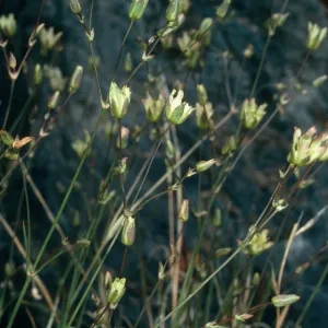 Arenaria macradenia parishiorum, limestone outcrop, North of Saline Valley, northern Mojave Desert