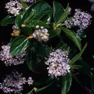 Ceanothus oliganthus, Tunnel Trail, Santa Barbara county