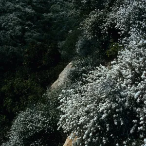 Ceanothus megacarpus, Tunnel Road, Santa Barbara County