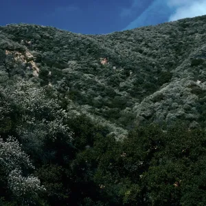 Ceanothus megacarpus, Tunnel Road, Santa Barbara County