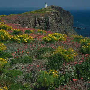 Coreopsis, Malephora, lighthouse, Southeast end, East Anacapa Island