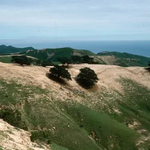 Quercus tomentella, near Soledad Peak, Santa Rosa Island