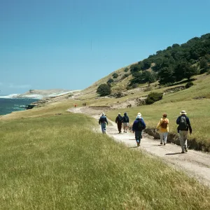 road near Torrey Pines, Santa Rosa Island