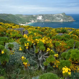 Coreopsis, Lupinus, Astragalus, from Cabrillo Monument, San Miguel Island