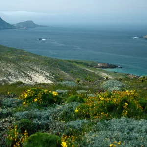 Coreopsis, slopes, West of Harris Point, San Miguel Island