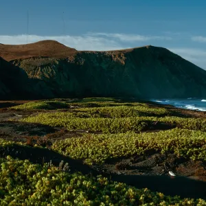 early morning, Abronia maritima, Christy Beach, Santa Cruz Island