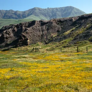 Lasthenia, Christy Beach, Santa Cruz Island