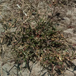 Cenchrus, North Island, San Diego County