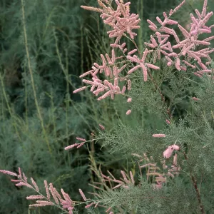 Tamarix ramosissima, El Centro, Imperial County