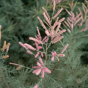 Tamarix ramosissima, El Centro, Imperial County