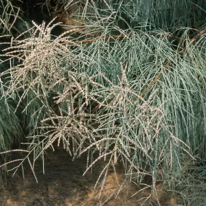 Tamarix aphylla, El Centro, Imperial County