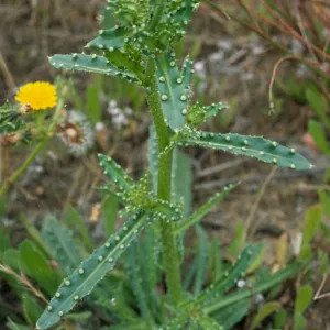Picris, Point Loma, San Diego County