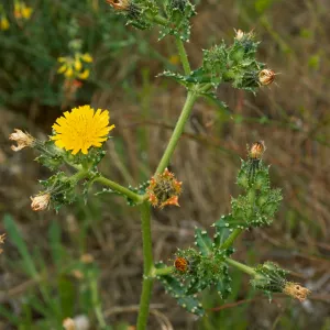 Picris, Point Loma, San Diego County