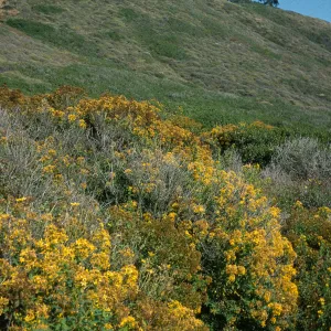 Hypericum, Point Loma, San Diego County