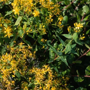 Hypericum, Point Loma, San Diego County