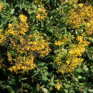 Hypericum, Point Loma, San Diego County