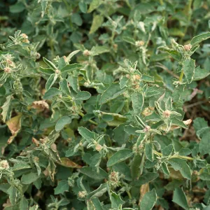 Atriplex suberecta, Seal Beach, Orange County