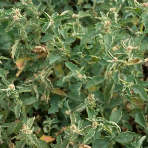 Atriplex suberecta, Seal Beach, Orange County