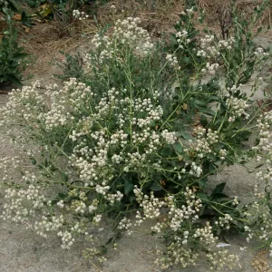 Lepidium latifolium, Seal Beach, Orange County